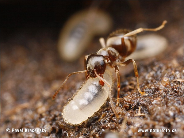 Lasius niger