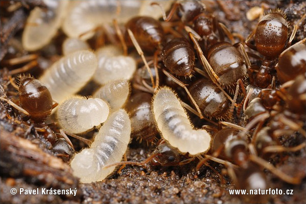 Lasius niger