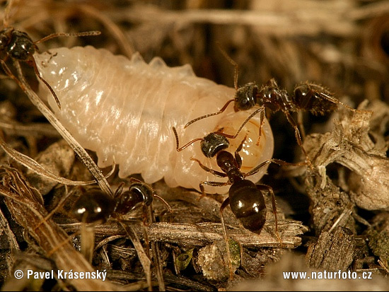 Lasius niger