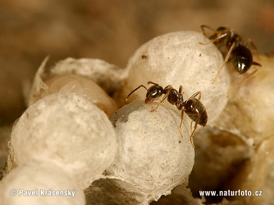 Lasius niger