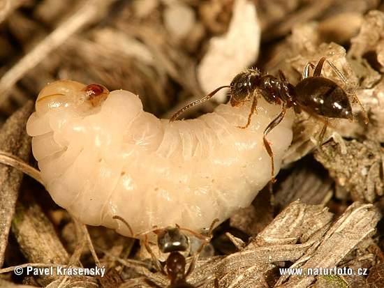 Lasius niger