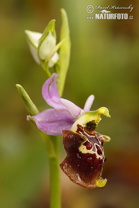 Late Spider Orchid (Ophrys holoserica)