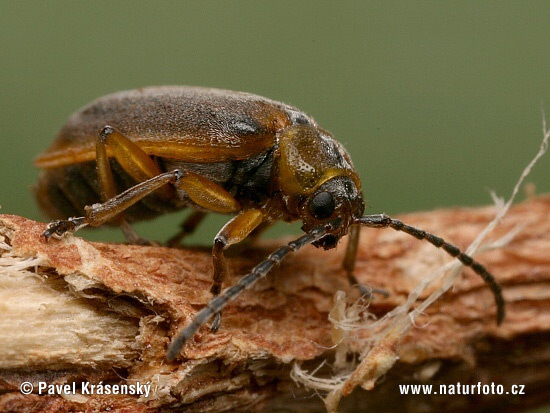 Leaf-Eating Beetle (Galerucella calmariensis)
