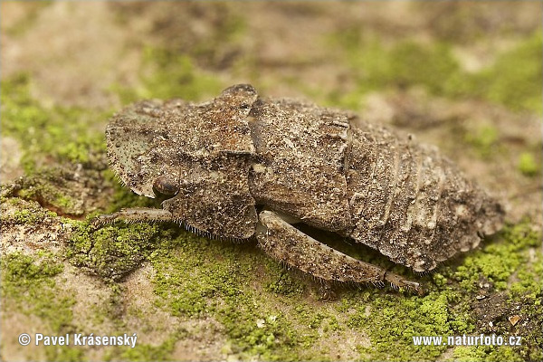 Ledra aurita