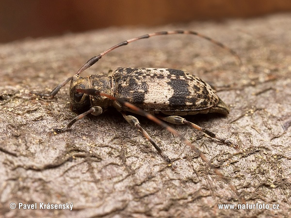 Leiopus nebulosus