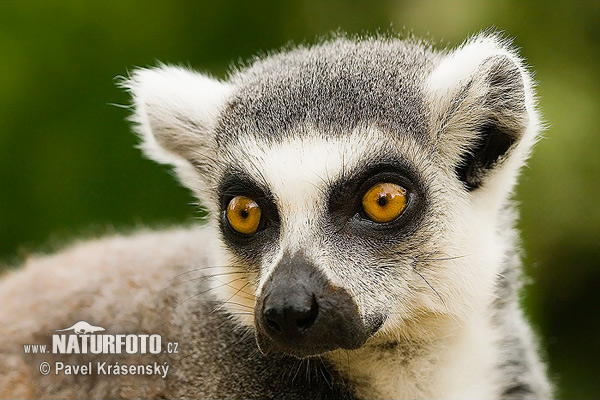 Lemur catta