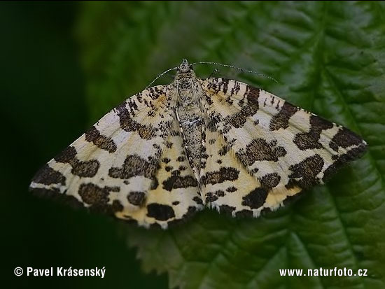 Leopardinis sprindžius