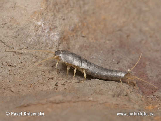 Lepisma saccharina