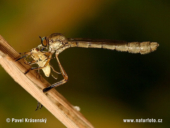 Leptogaster cylindrica