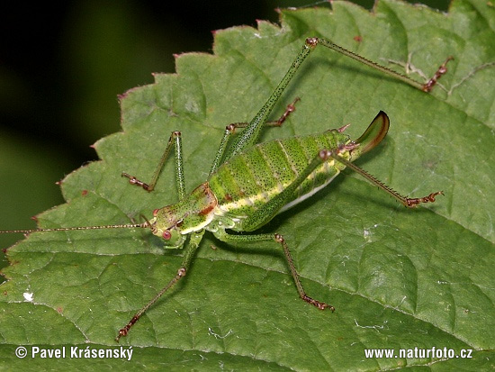 Leptophyes albovittata