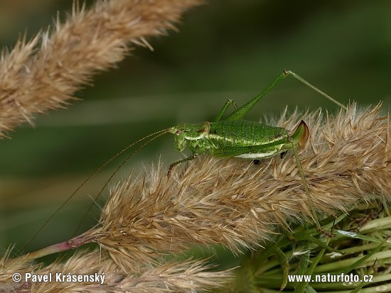 Leptophyes albovittata