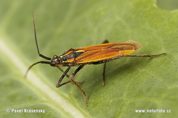 Leptopterna dolabrata