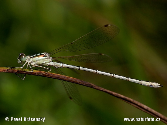 Lestes barbarus