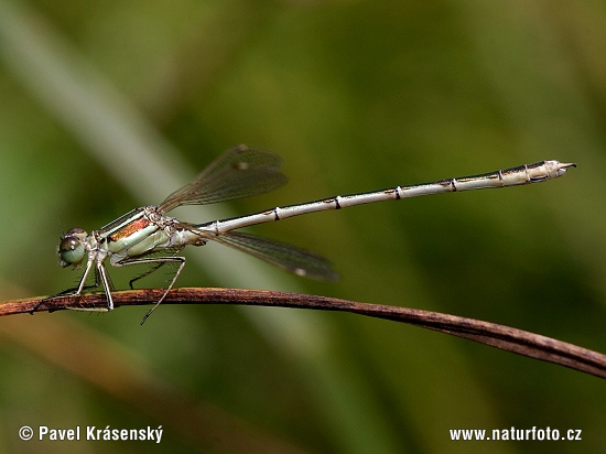 Lestes barbarus