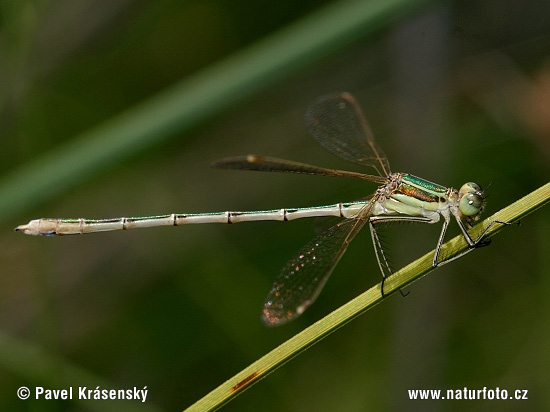 Lestes barbarus