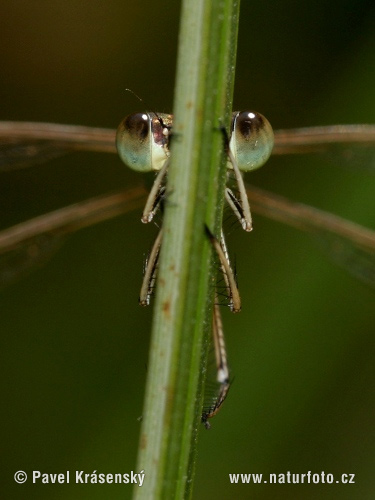 Lestes barbarus