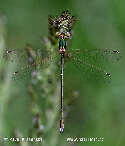 Lestes barbarus