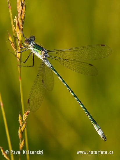 Lestes sponsa