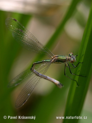 Lestes sponsa