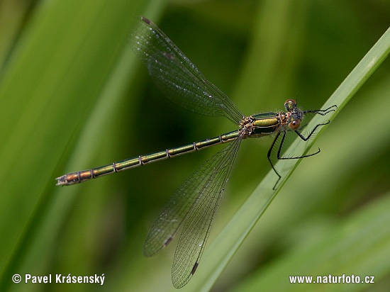 Lestes sponsa