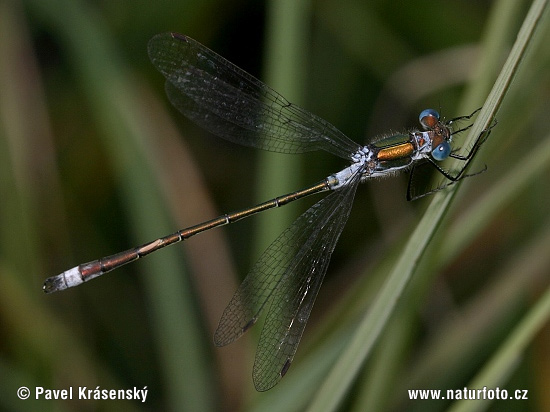 Lestes sponsa