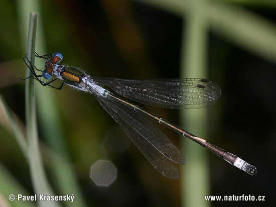 Lestes sponsa