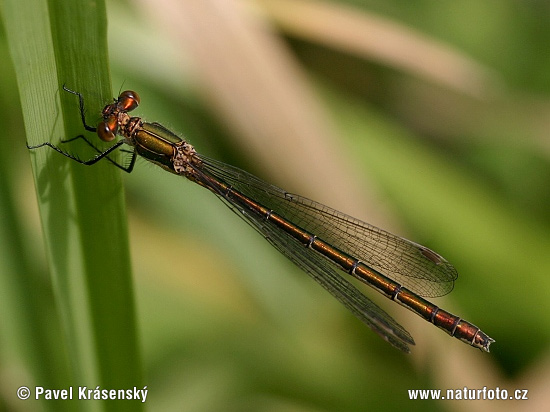 Lestes viridis