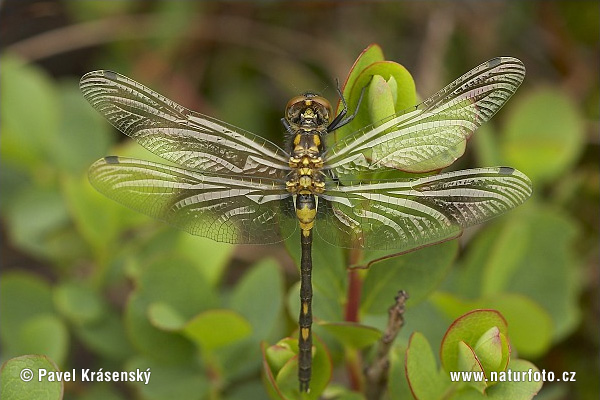 Leucorrhinia dubbia