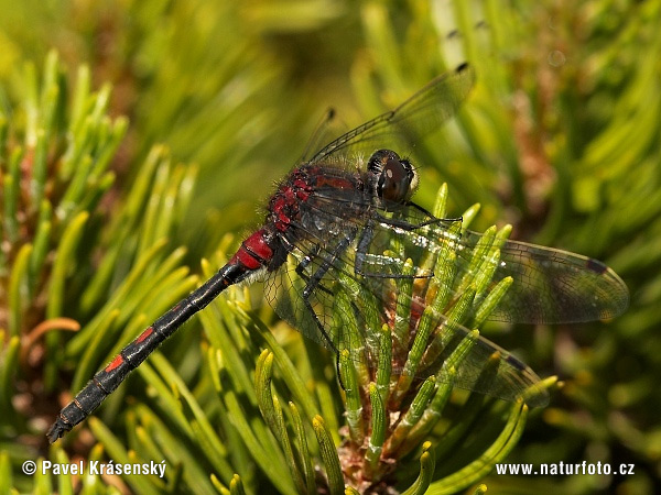 Leucorrhinia dubia