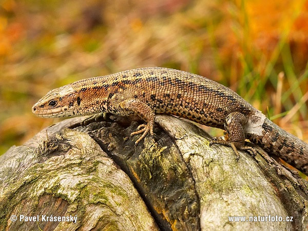 Lézard vivipare