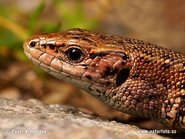 Lézard vivipare