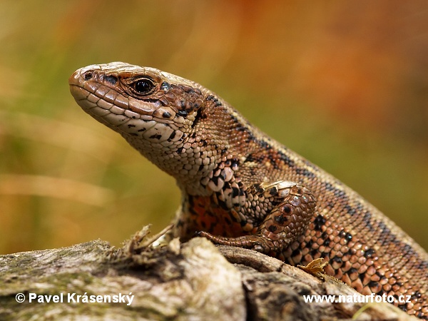 Lézard vivipare