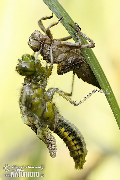 Libellula quadrimaculata