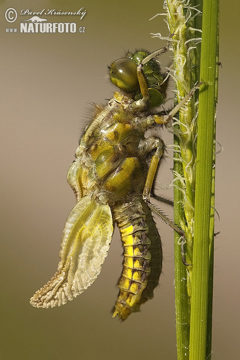 Libellula quadrimaculata