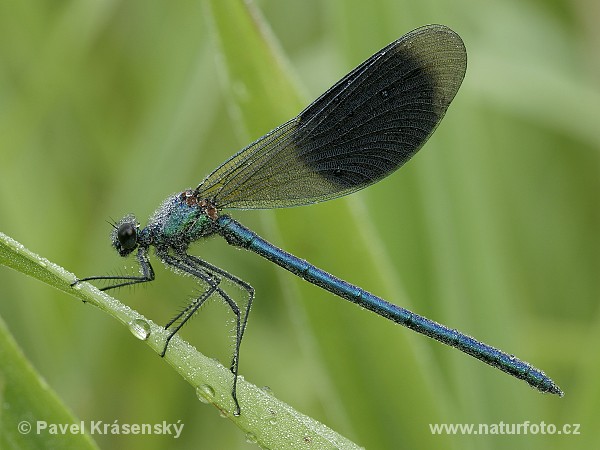 Libélula azul