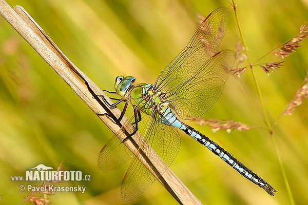 Libélula emperador