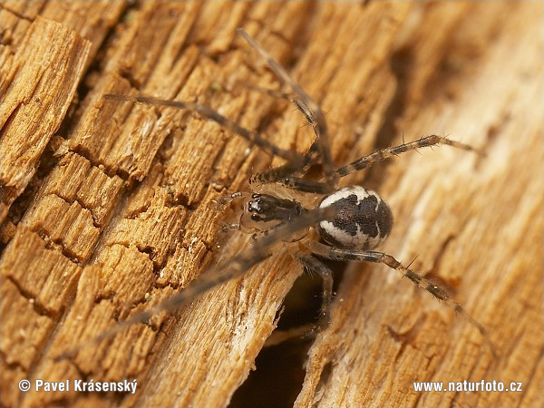 Linyphia triangularis