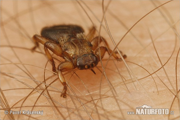 Lipoptena sp.