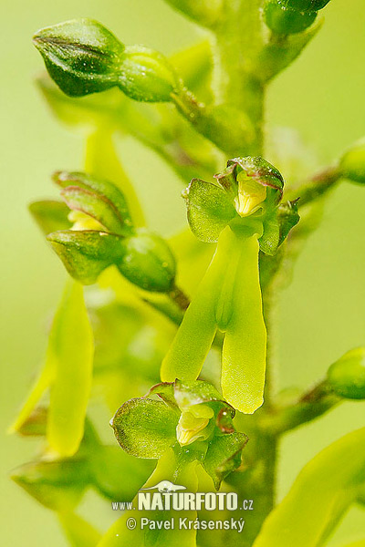 Listera jajowata