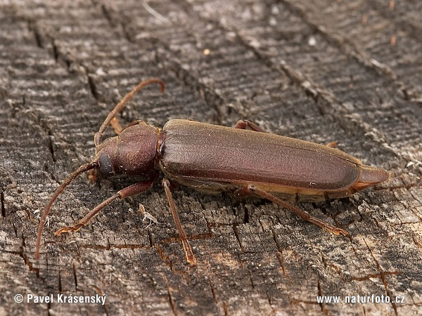 Long-horn Beetle (Arhopalus rusticus)