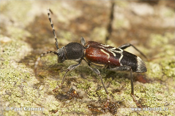 Longhorn Beetle (Anaglyptus mysticus)
