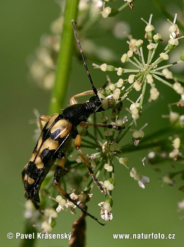 Longhorn Beetle (Rutpela maculata)