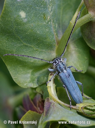 Longhorn Beetle (Phytoecia coerulescens)