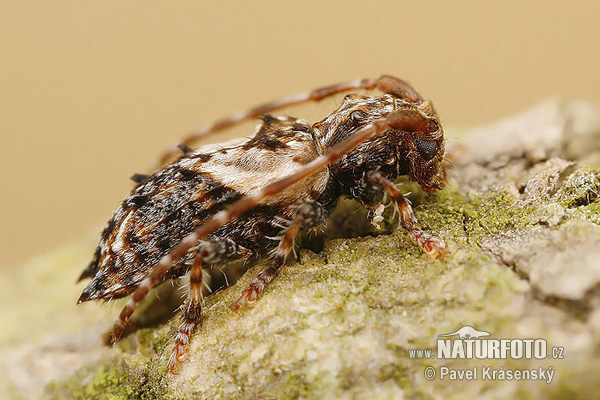 Longhorn Beetle (Pogonocherus hispidus)