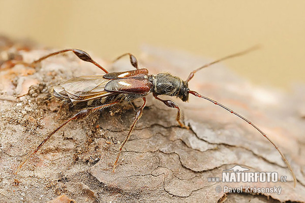 Longhorn Beetle (Molorchus minor)