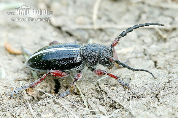 Longhorn Beetle (Dorcadion pedestre)
