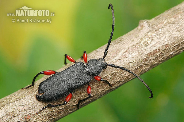 Longhorn Beetle (Rhopalopus femoratus)