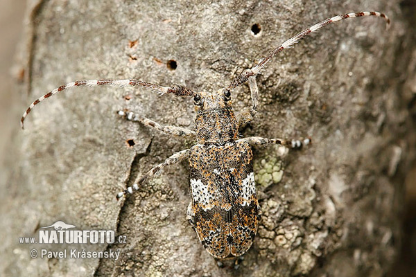 Longhorn Beetle (Mesosa nebulosa)