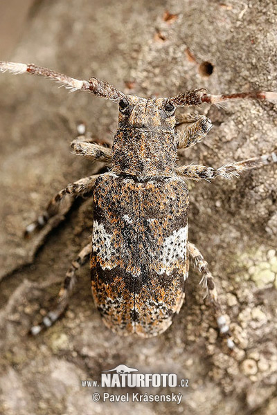 Longhorn Beetle (Mesosa nebulosa)