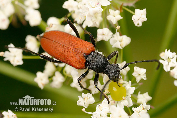 Longhorn Beetle (Anastrangalia sanguinolenta)